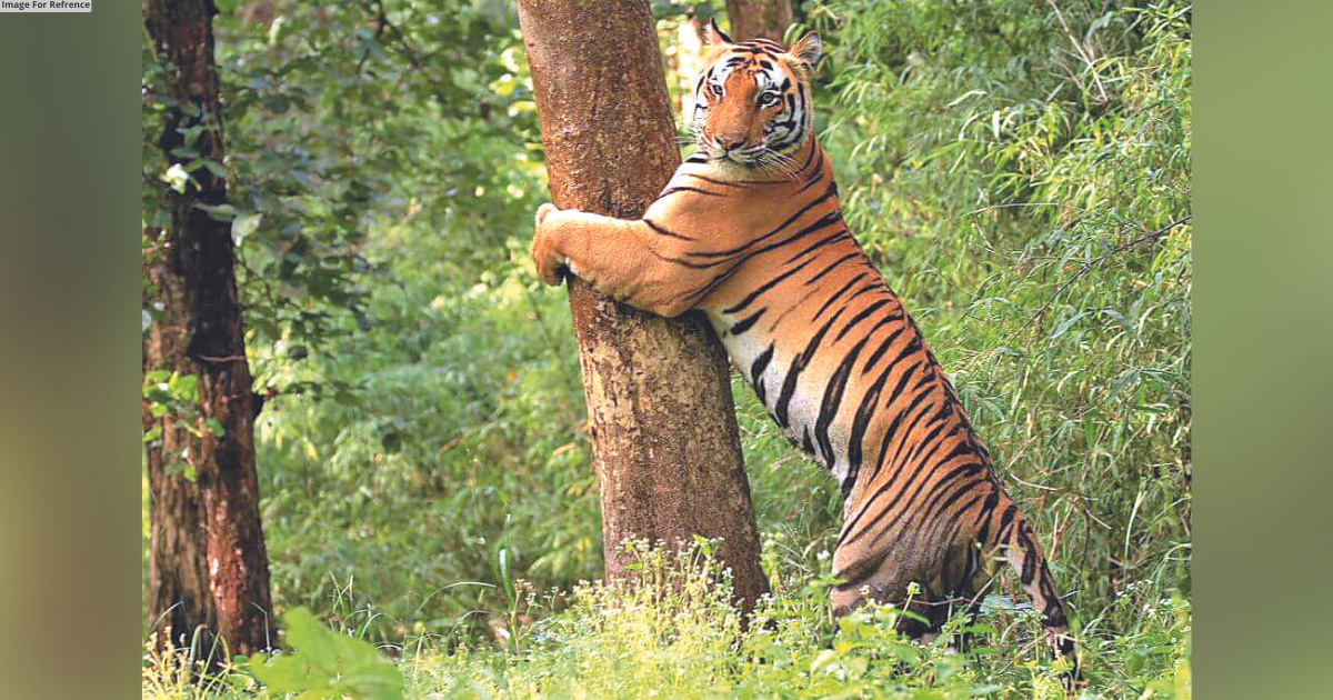 Three tigresses to be shifted from R’bore